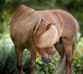 10 Fun Facts About Miniature Horses - Forever Horse Crazy