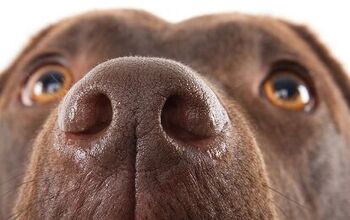 Study: Dogs Use Scent To Detect Low Blood Sugar In Diabetics [Video]