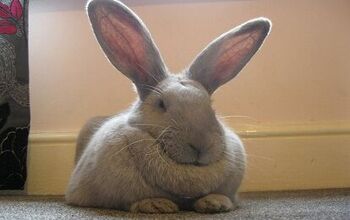 Rabbit Breeds | PetGuide