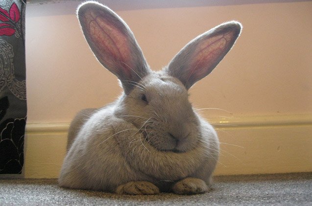 Beveren Rabbit Breed Information and Pictures - PetGuide.com | PetGuide