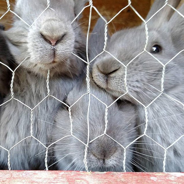 Beveren Rabbit Breed Information and Pictures - PetGuide.com | PetGuide