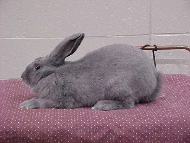 Beveren Rabbit Breed Information and Pictures - PetGuide.com | PetGuide