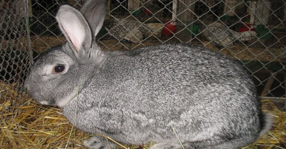 American Chinchilla Rabbit Breed Information and Pictures - PetGuide ...