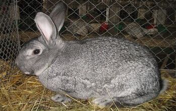 American Rabbit Breed Information and Pictures - PetGuide.com | PetGuide