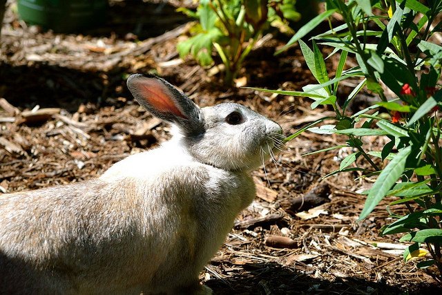 american chinchilla rabbit