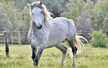 Mustang Horse