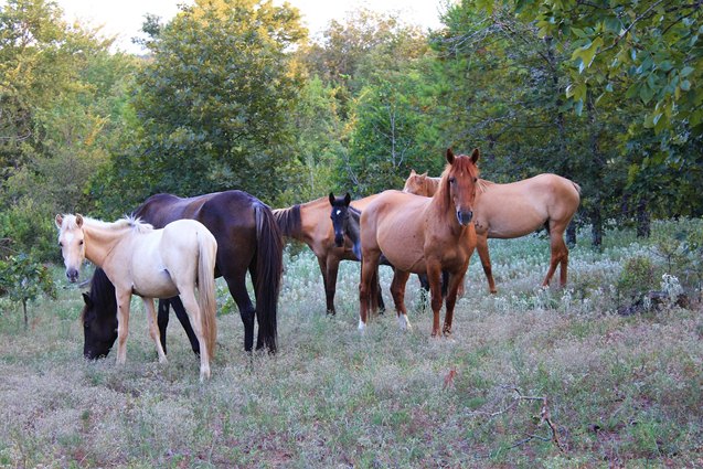 mustang horse