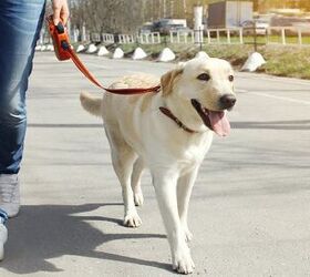 Is Dog Walker Watch Keeping an Eye on Your Neighborhood?
