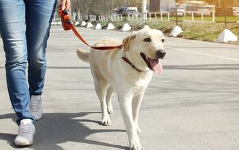 Is Dog Walker Watch Keeping an Eye on Your Neighborhood?