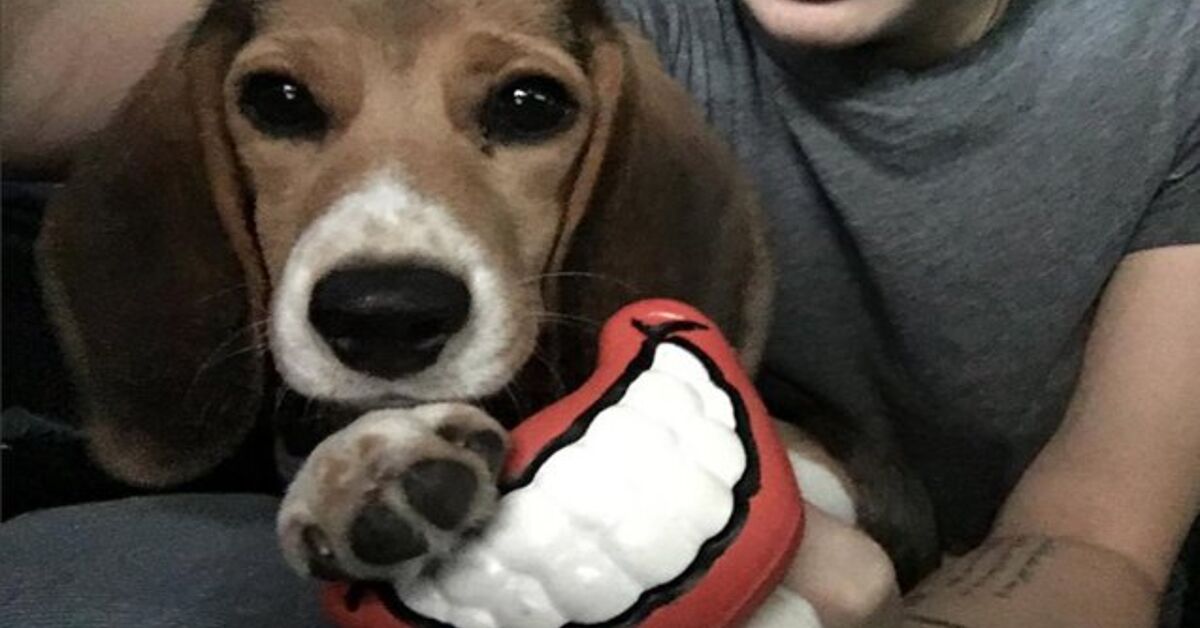 Miley Cyrus Adopts Beagle From The Beagle Freedom Project | PetGuide