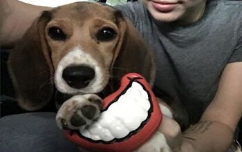 Miley Cyrus Adopts Beagle From The Beagle Freedom Project