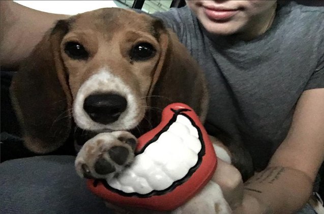 miley cyrus adopts beagle from the beagle freedom project