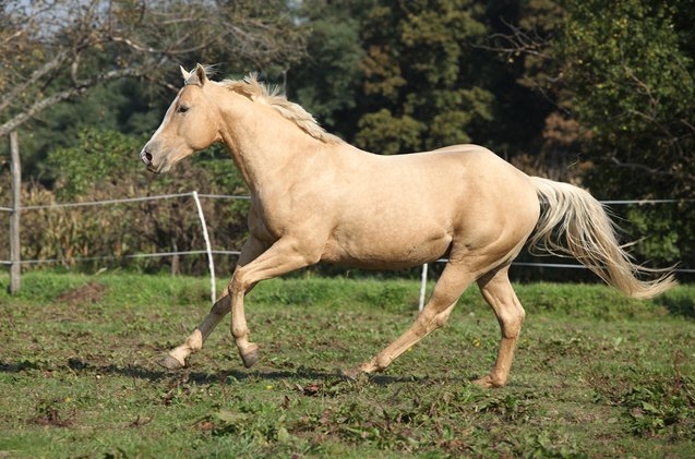 palomino horse