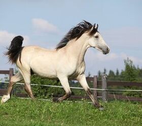 palomino horse color