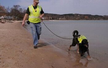 Trained Dogs Sniff for Human Waste Carrying Harmful Bacteria in Water 