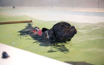 Research Finds That Doggy Paddling Helps Canine Joint Issues