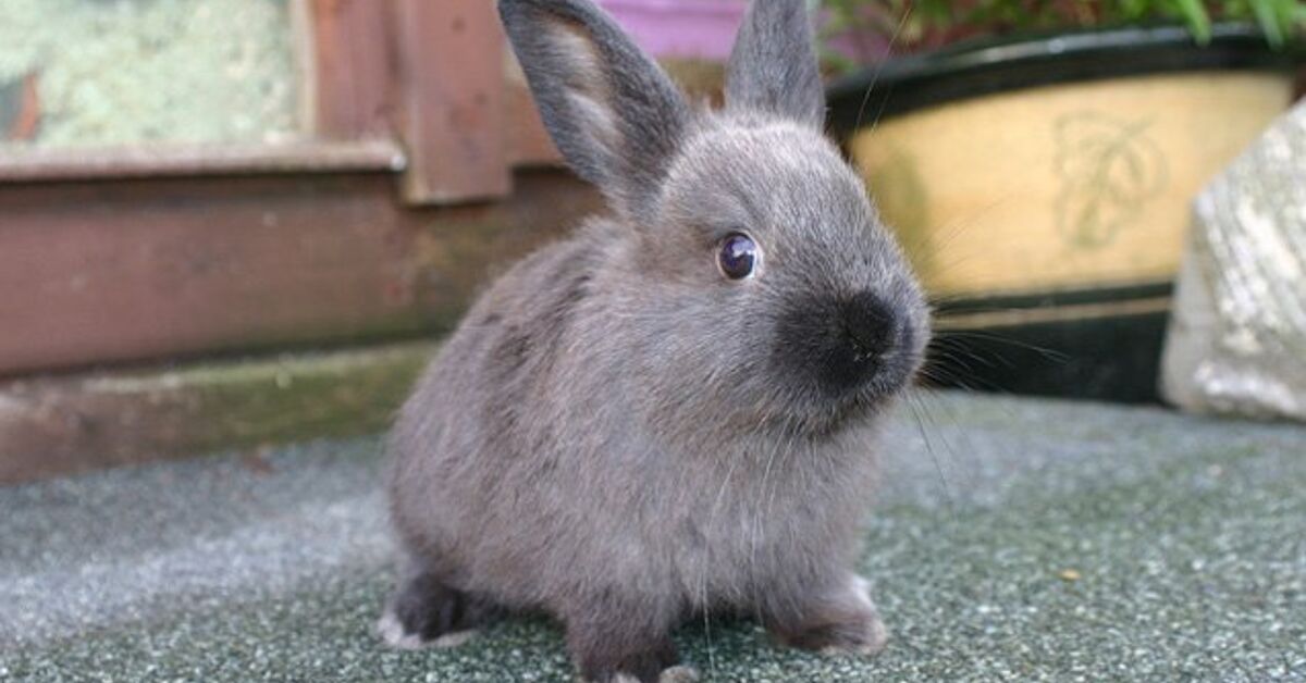 American Sable Rabbit Breed Information and Pictures - PetGuide.com ...