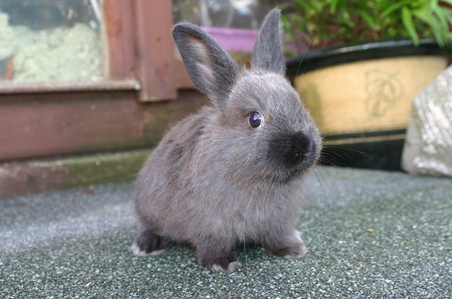 American Sable Rabbit Breed Information and Pictures - PetGuide.com ...