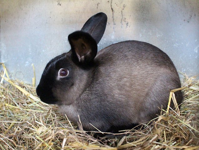 American Sable Rabbit Breed Information and Pictures - PetGuide.com ...
