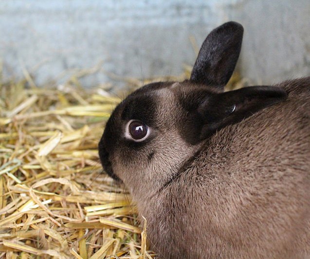 American Sable Rabbits