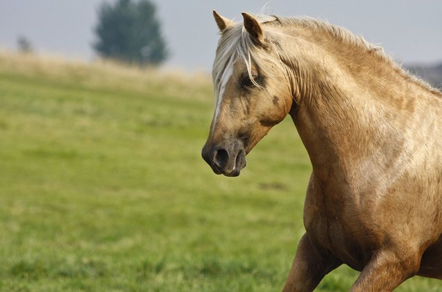 peruvian paso horse