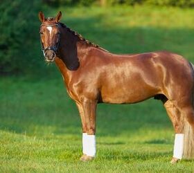 american quarter horse