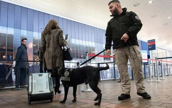 Retired TSA Dogs Are Looking for Loving Homes