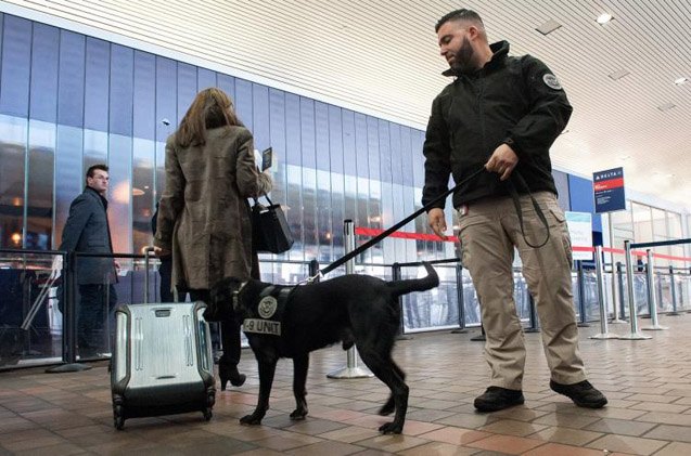 retired tsa dogs are looking for loving homes