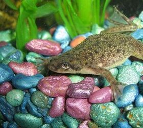 hop to it my introduction to african dwarf frogs