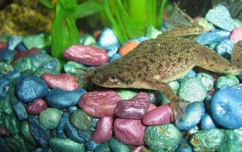 Hop to It: My Introduction to African Dwarf Frogs