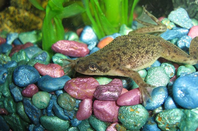hop to it my introduction to african dwarf frogs
