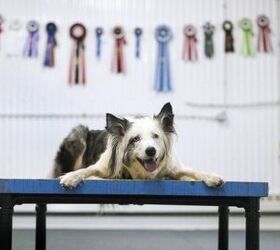 Deaf Dog Proves Victorious as an Agility Champion