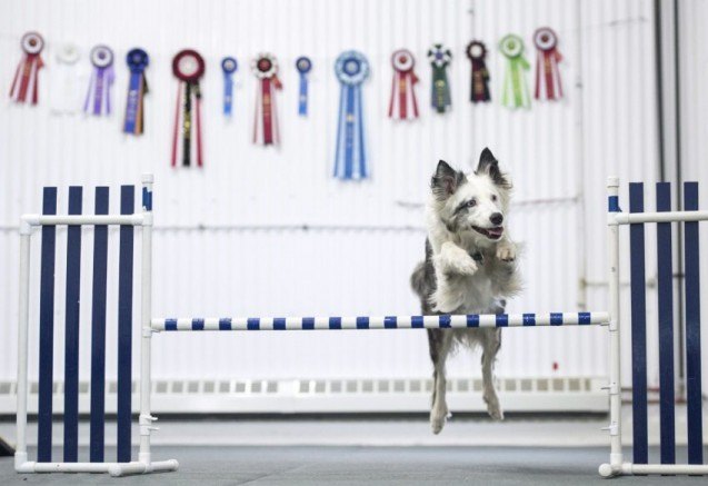 deaf dog proves victorious as an agility champion
