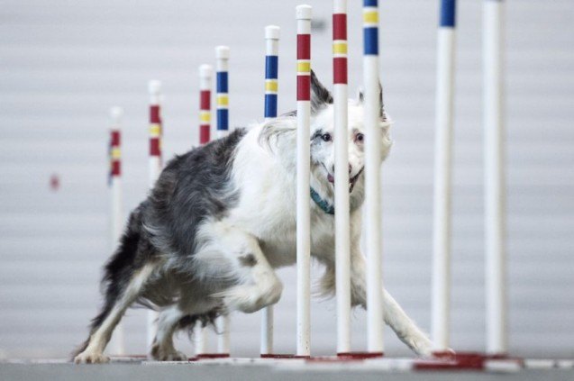 deaf dog proves victorious as an agility champion