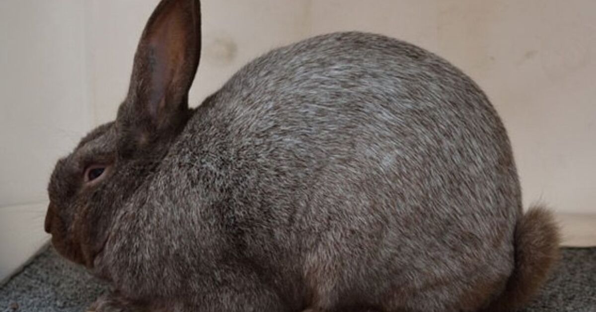 Argente Brun Rabbit Breed Information and Pictures - PetGuide.com ...