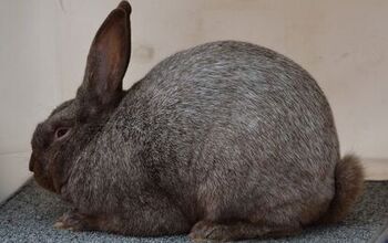 Rabbit Breeds | PetGuide