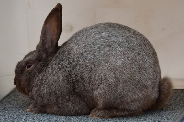 Argente Brun Rabbit Breed Information and Pictures - PetGuide.com ...