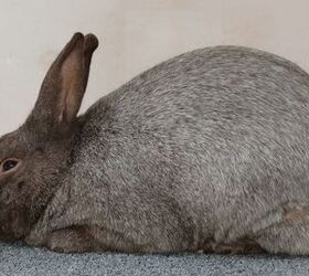 argente brun rabbit
