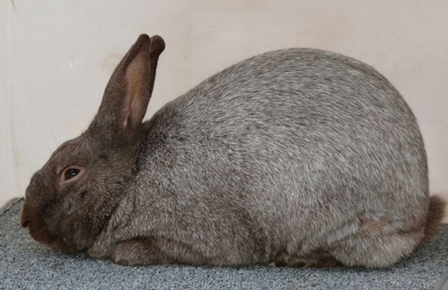 argente brun rabbit