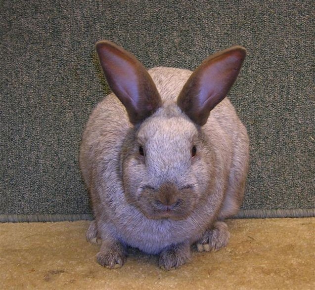 Argente Brun Rabbit Breed Information and Pictures - PetGuide.com ...