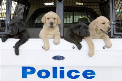13 puppies who cant wait to start their first day of work