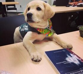 13 puppies who cant wait to start their first day of work
