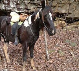 tennessee walking horse