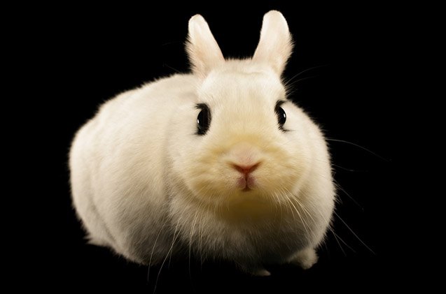 Dwarf Hotot Rabbit Health, Care, Feeding, Temperament, and Coat ...