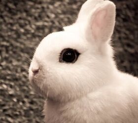 dork dwarf white bunny