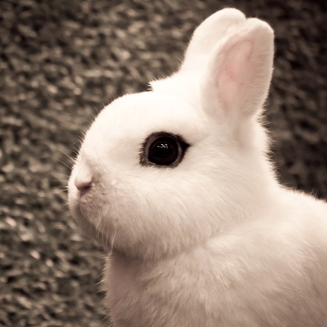 Blanc de Hotot