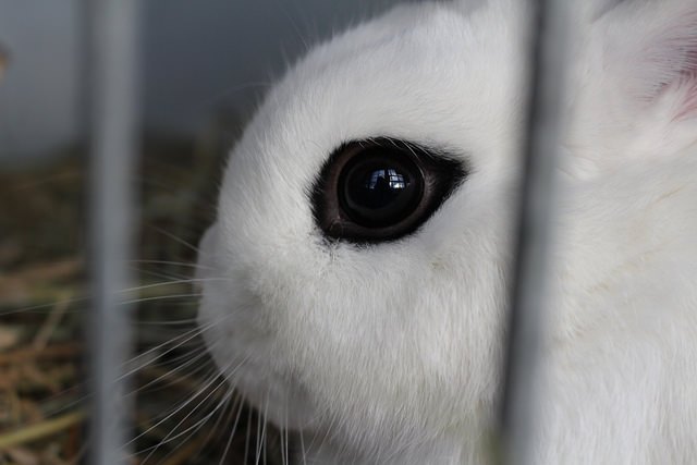 Dwarf Hotot Rabbit Health, Care, Feeding, Temperament, and Coat ...