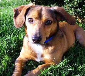 What Do You Call A Dachshund Beagle Mix