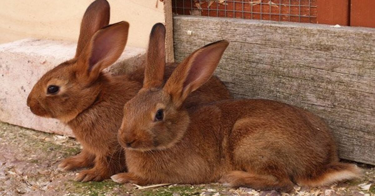 Belgian Hare Breed Information and Pictures - PetGuide.com | PetGuide