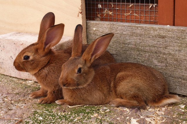 Belgian Hare Breed Information and Pictures - PetGuide.com | PetGuide
